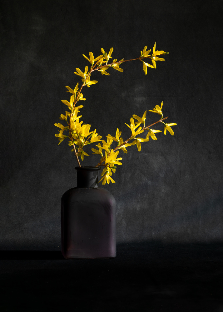 Forsythia flower von Wendy Xu