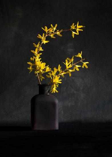 Forsythia flower