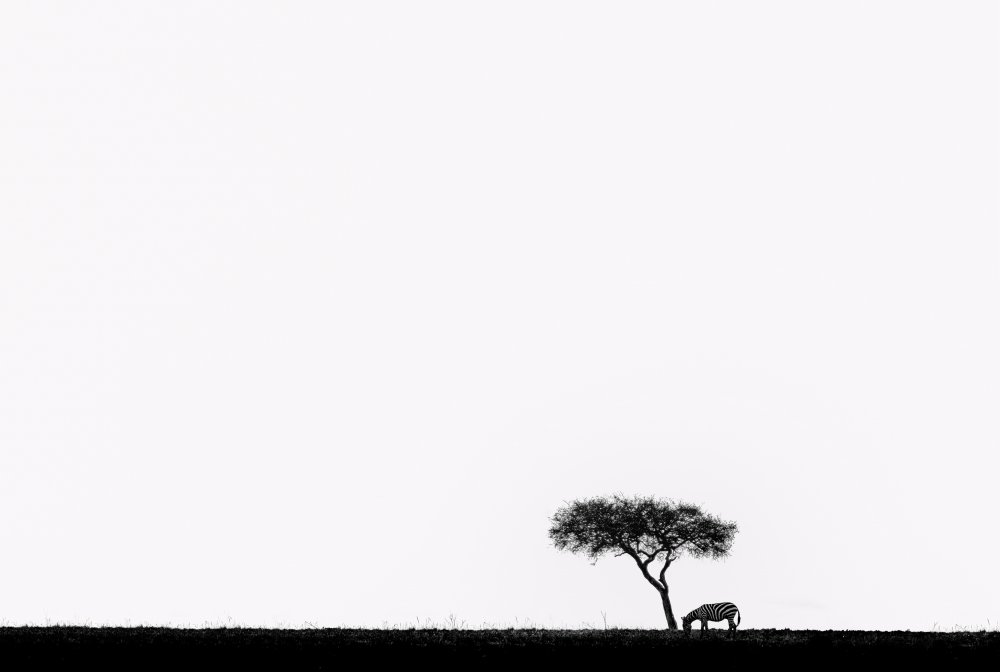 Africa von Wenjin Yu