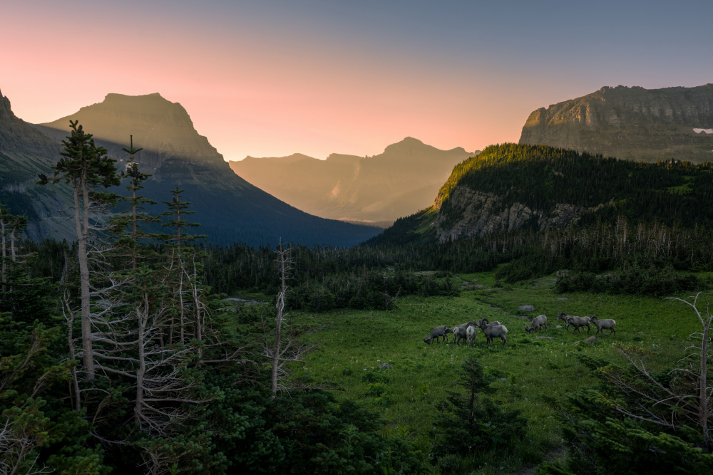 Good Morning, Glacier NP von Wenjin Yu