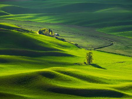 Good Morning, Palouse