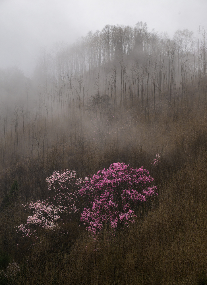 Purple Magnolia-4 von Wenjin Yu