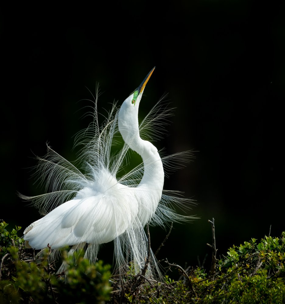 Singing von Wenjin Yu