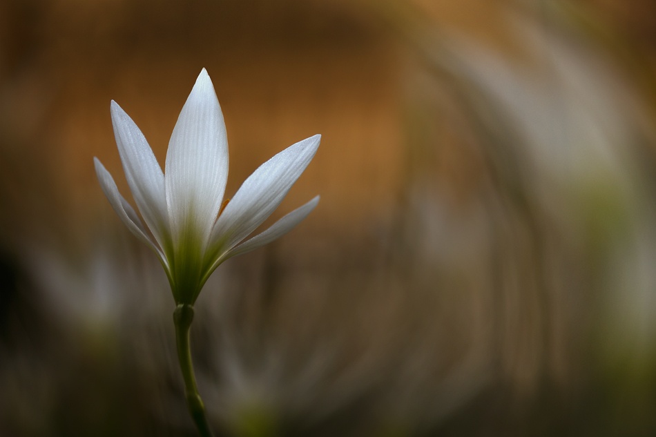 White Flower von Widi Hardhanu