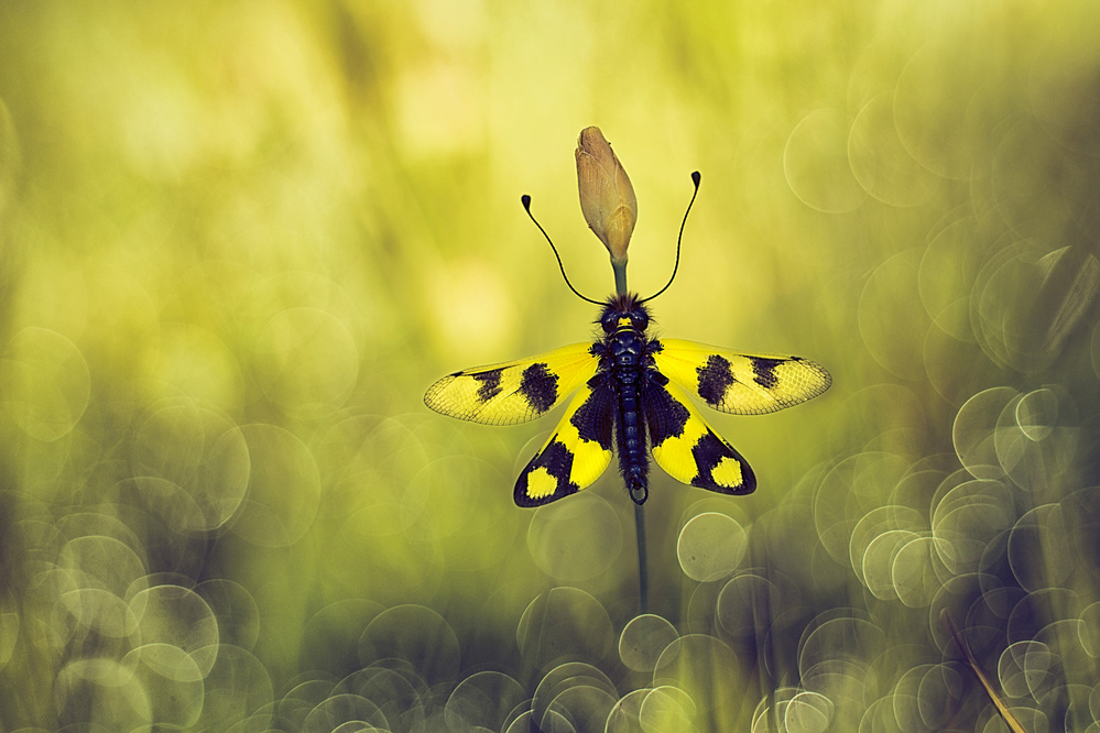 Woven wings von Wil Mijer