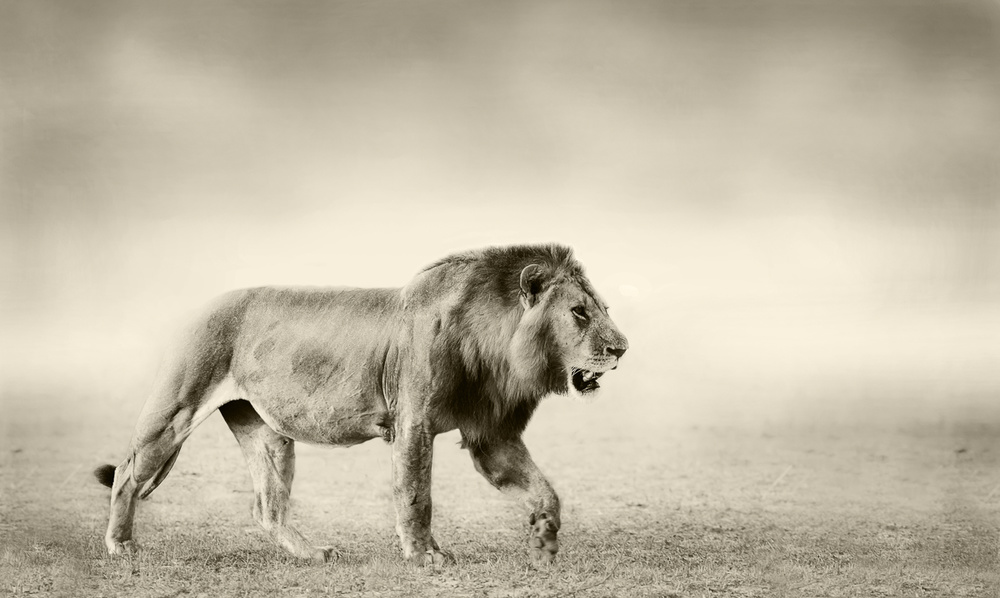 The Walk von WildPhotoArt