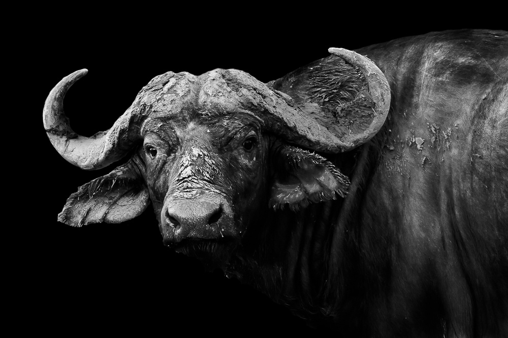 Dark Buffalo von WildPhotoArt