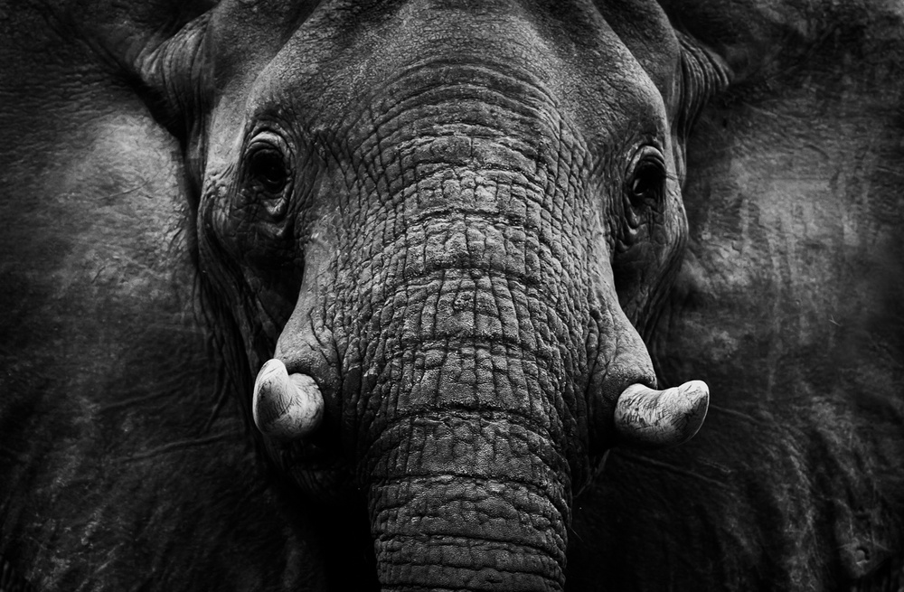 Elephant von WildPhotoArt