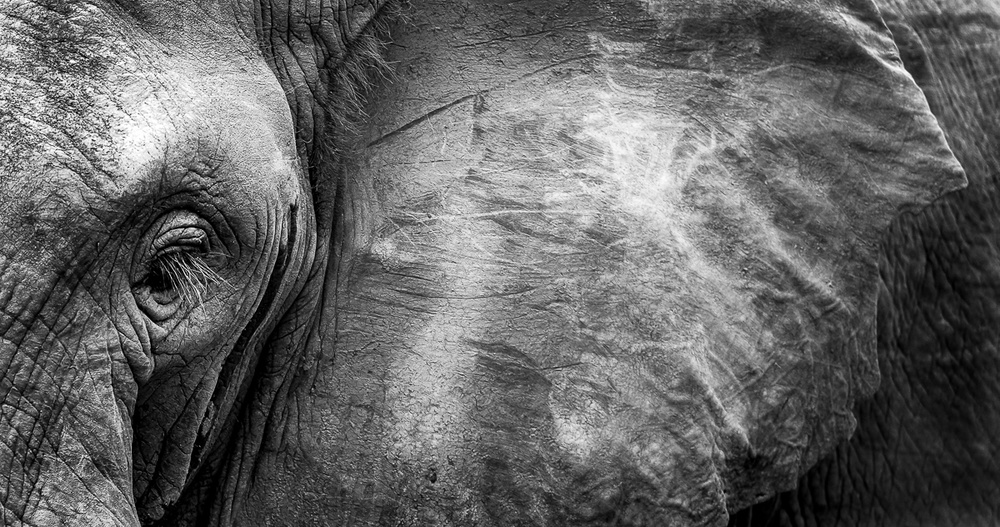 Elephant Face von WildPhotoArt