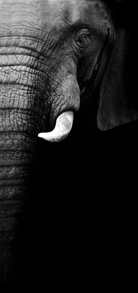 Elephant Portrait von WildPhotoArt