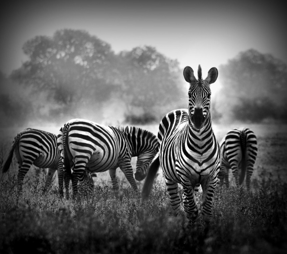 Stallion in a Pin Stripe Suit von WildPhotoArt