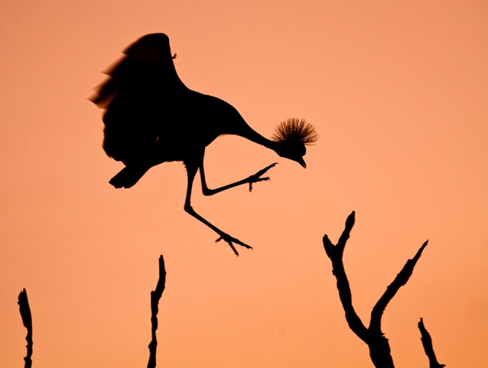 Mr. Crowned Crane A.K.A. Twinkle Toes von WildPhotoArt