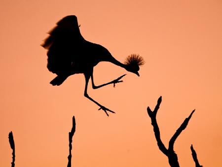 Mr. Crowned Crane A.K.A. Twinkle Toes