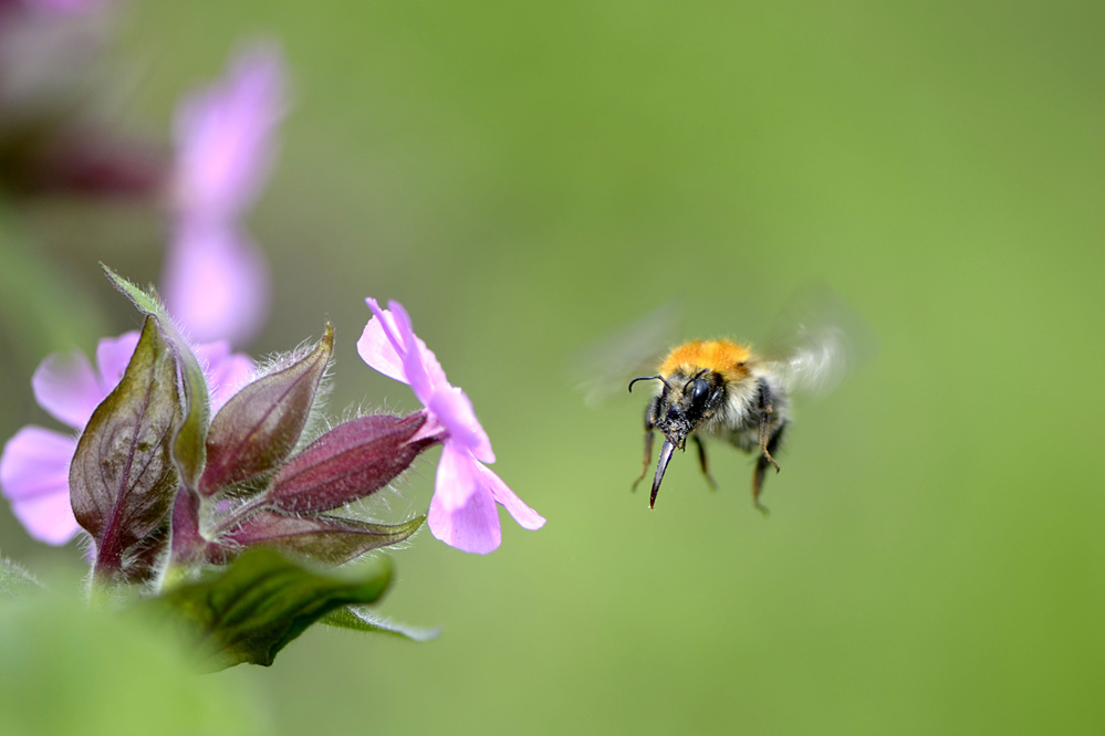 the bumblebee von Wilfred Hulshof