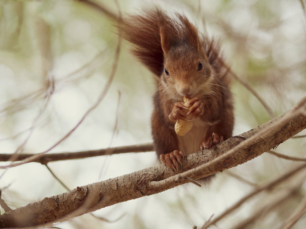 Spanish squirrel von Wilfried Zeise