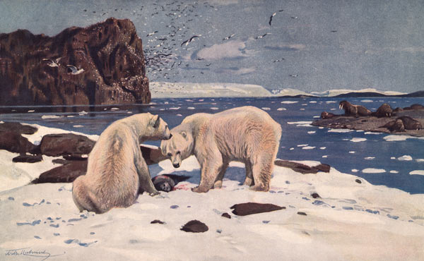 Nordmeerküste mit Eisbären,Walrossen von Wilhelm Kuhnert