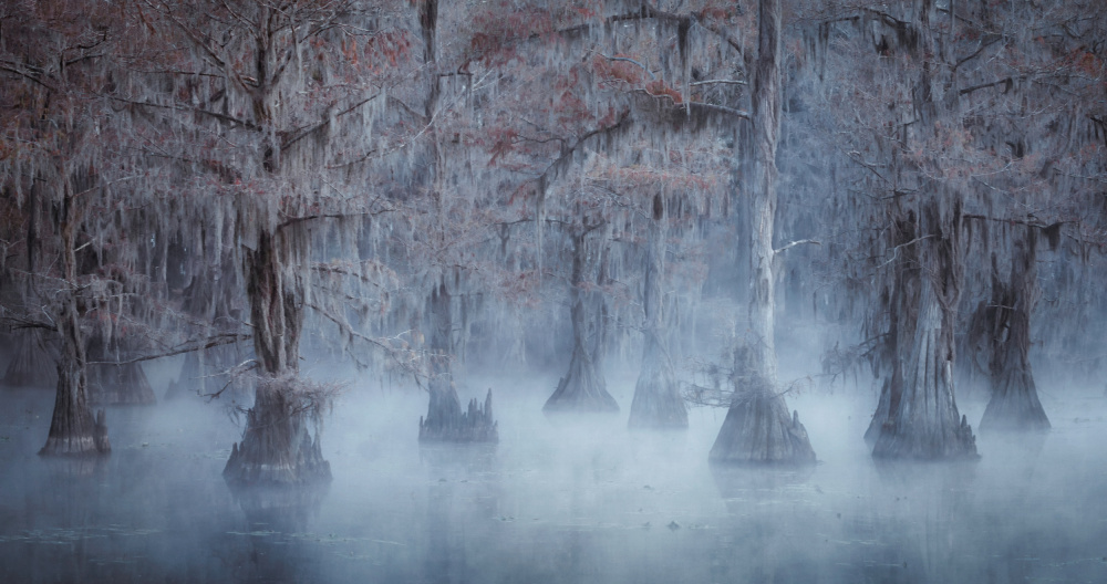 Caddo Lake von Willa Wei