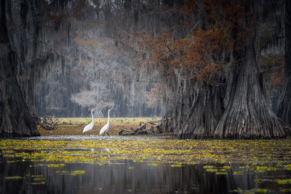 Caddo Lake von Willa Wei