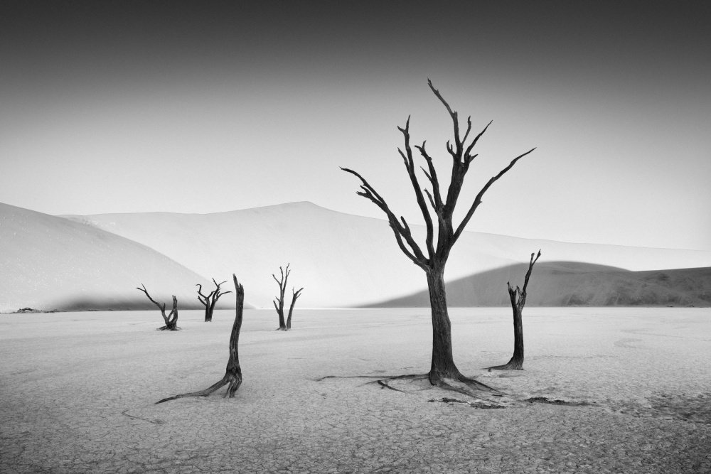 Deadvlei von Willa Wei