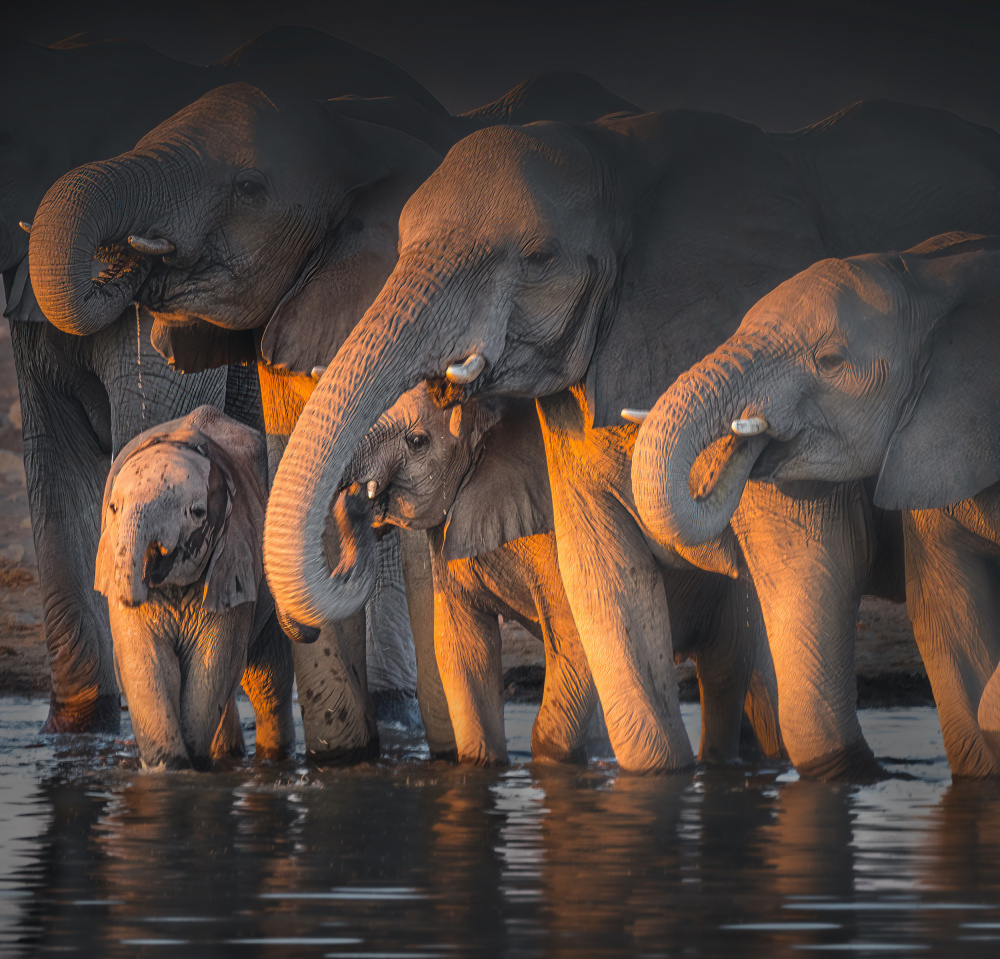 Elephants von Willa Wei