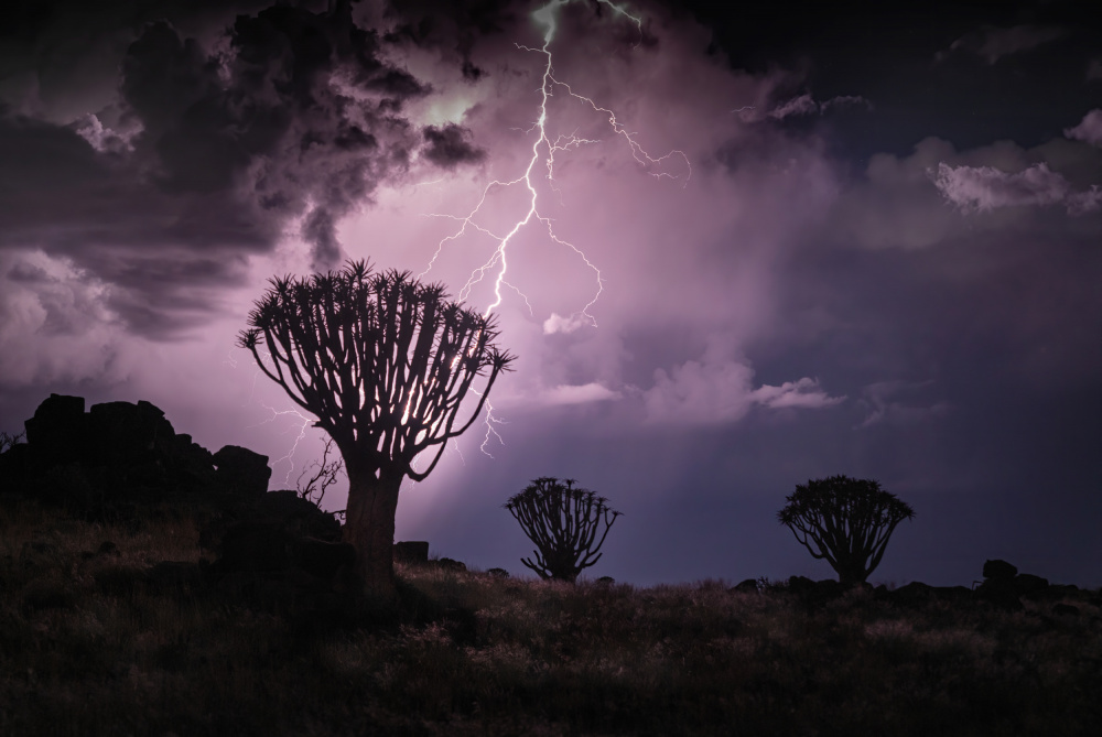 Quiver Tree Forest von Willa Wei