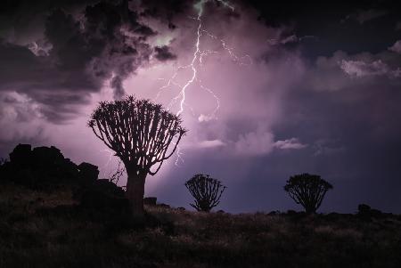 Quiver Tree Forest