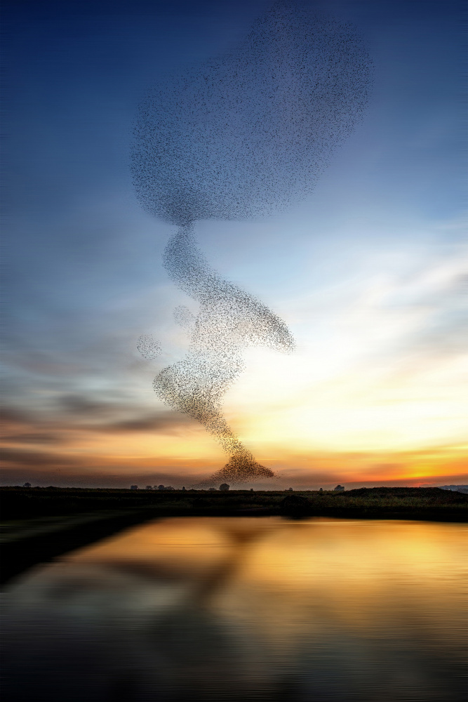 The starling dance von Wilma Wijers Smeets