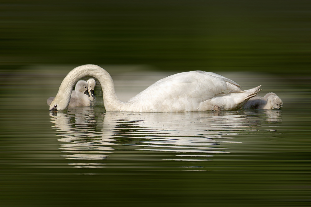 New born swan babies von Wilma Wijers Smeets