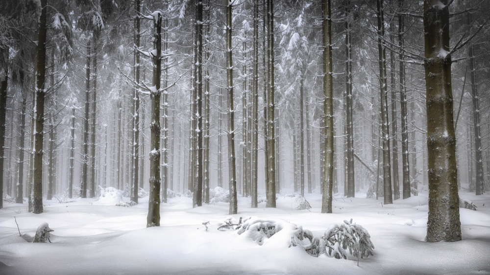 Magical Forest von Wim Denijs