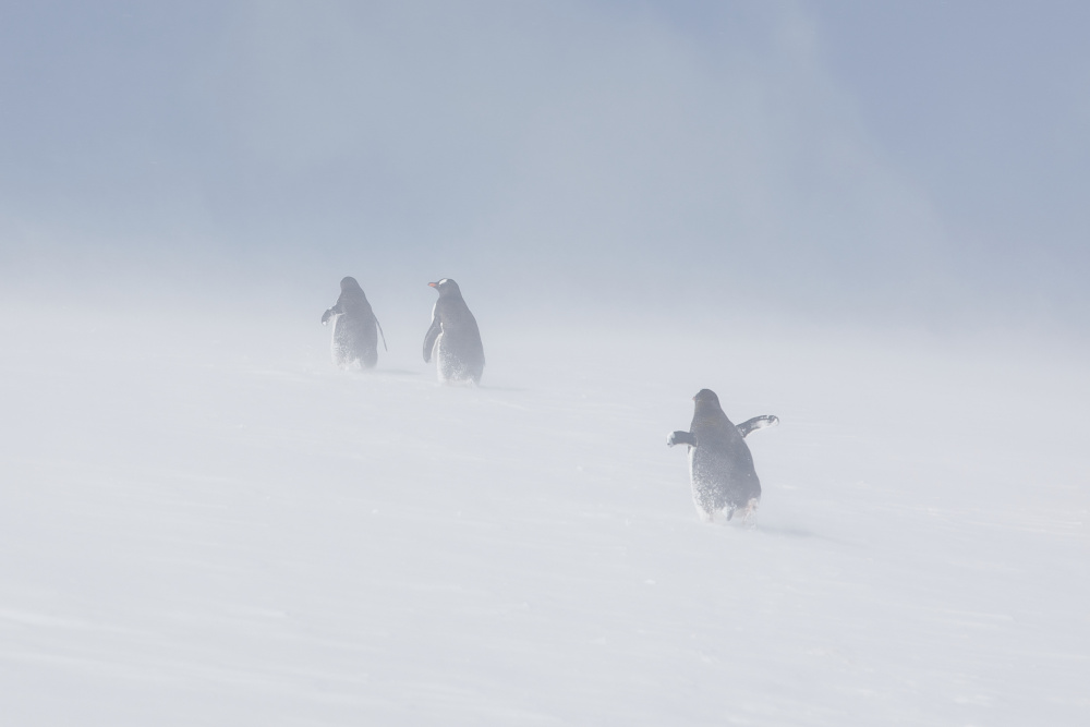 In the snowstorm von Wiolett