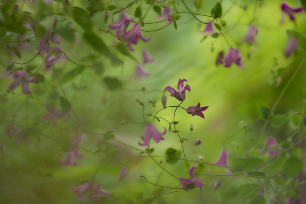 Clematis von Wiolett