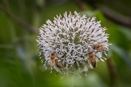 Vier Bienen