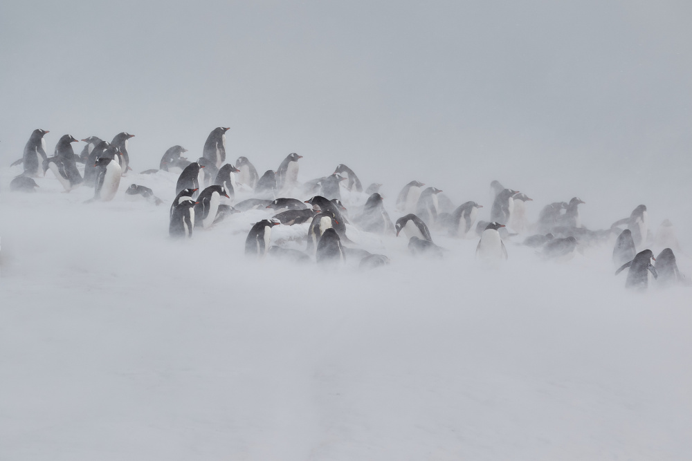 Blown by the Wind von Wiolett