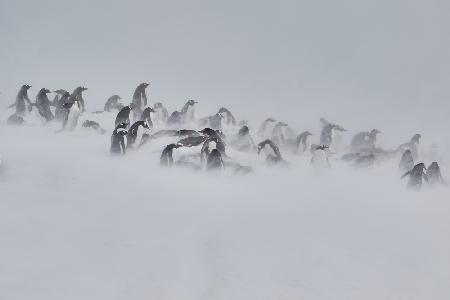 Blown by the Wind