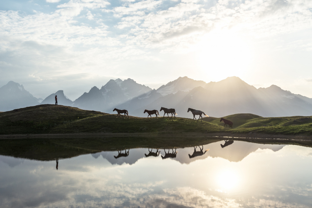 Horses von Witold Ziomek