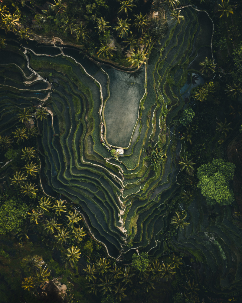 Rice terrace von Witold Ziomek