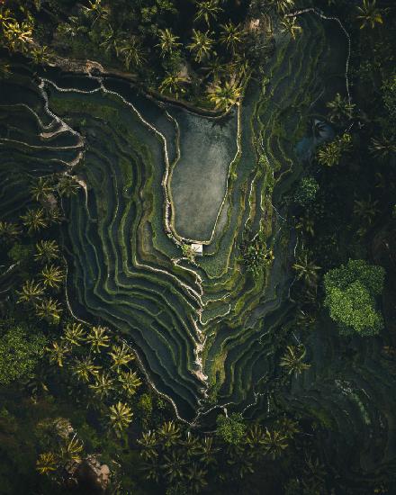 Rice terrace