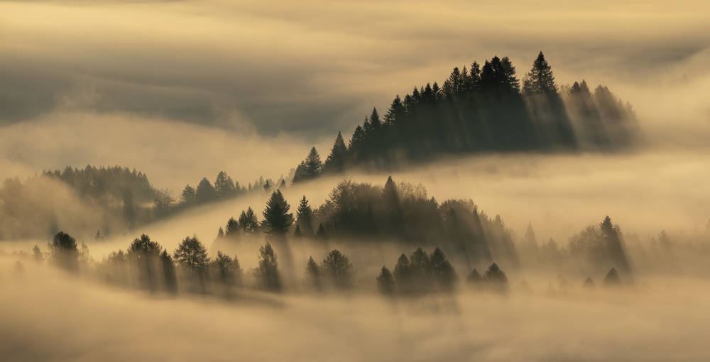 Pieniny foggy von Wojciech Kruczynski