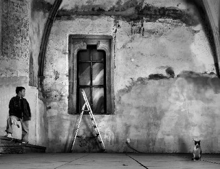 Cat, ladder and boy