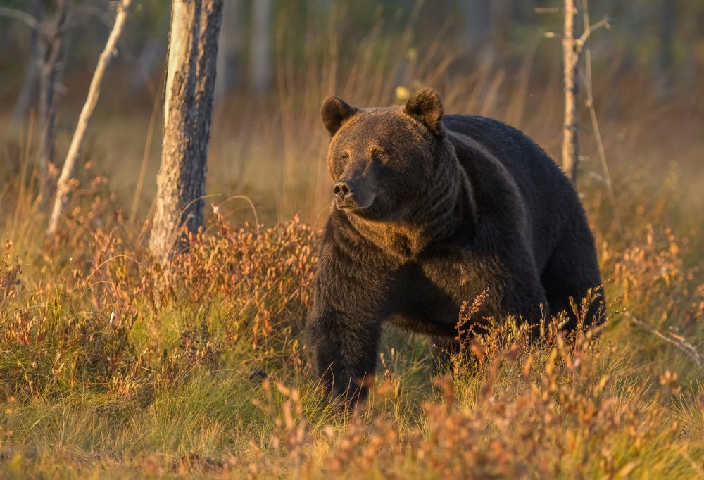 The great one von Wojciech Sobiesiak