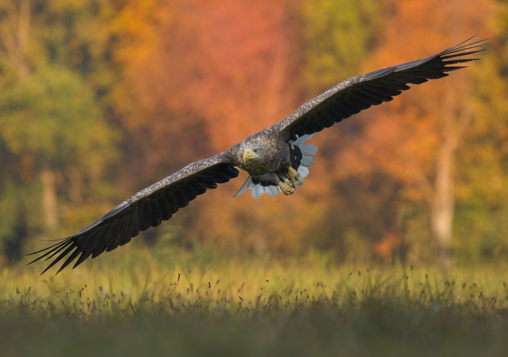 Glide von Wojciech Sobiesiak