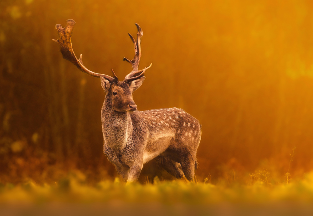 Golden hour von Wojciech Sobiesiak