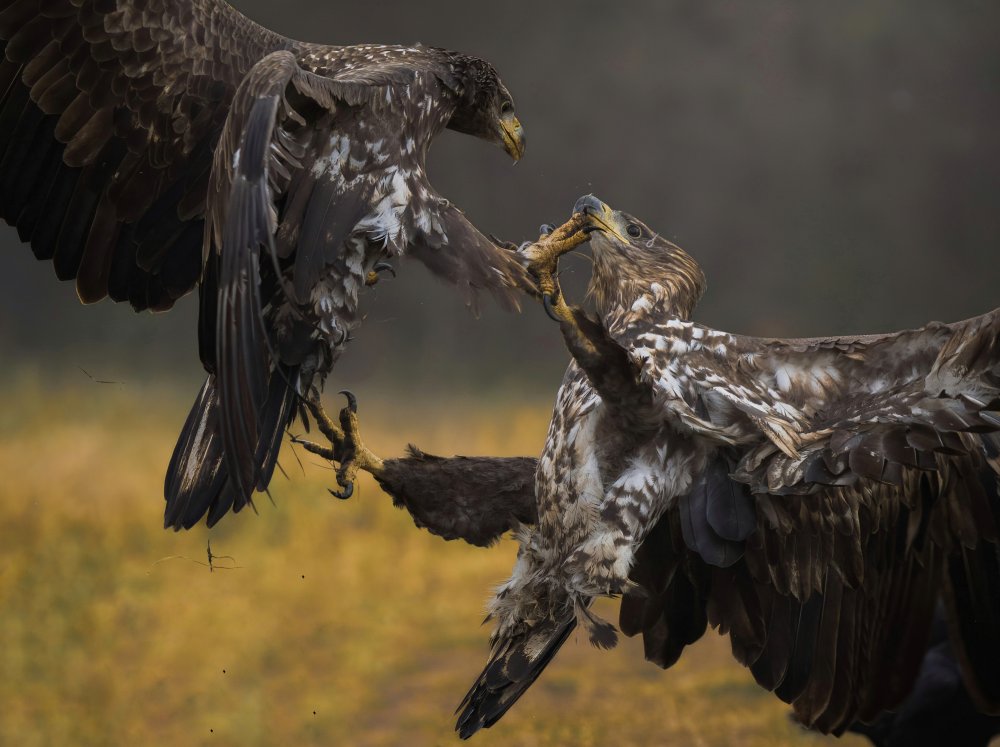 Fight von Wojciech Sobiesiak