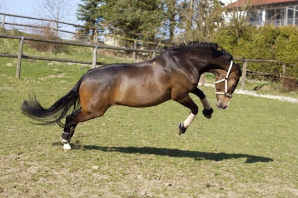 buckelndes Pferd von Wolfgang Behm Dr. Peter Fischer