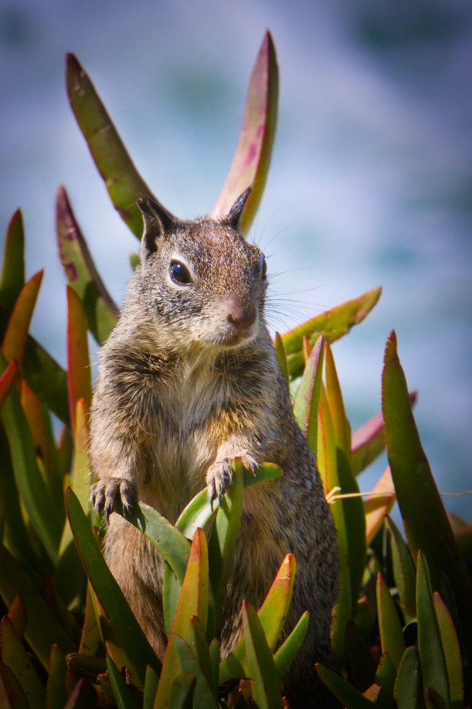 Big Ears von Wolfgang Bluhm