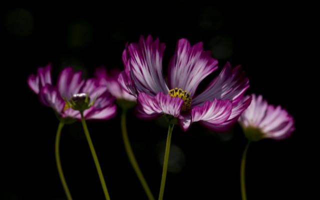 Cosmea von Wolfgang Handl