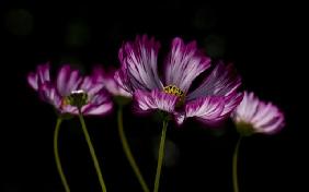 Cosmea