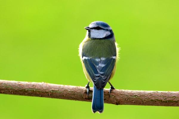 Blaumeise von Wolfgang Kühn