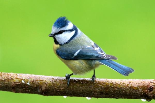 Blaumeise von Wolfgang Kühn