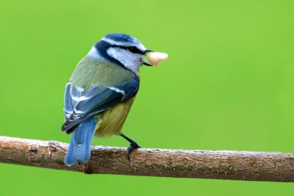 Blaumeise von Wolfgang Kühn